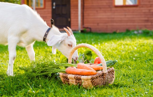 Полезные овощи и фрукты для фермерских животных и птиц со своего огорода.
