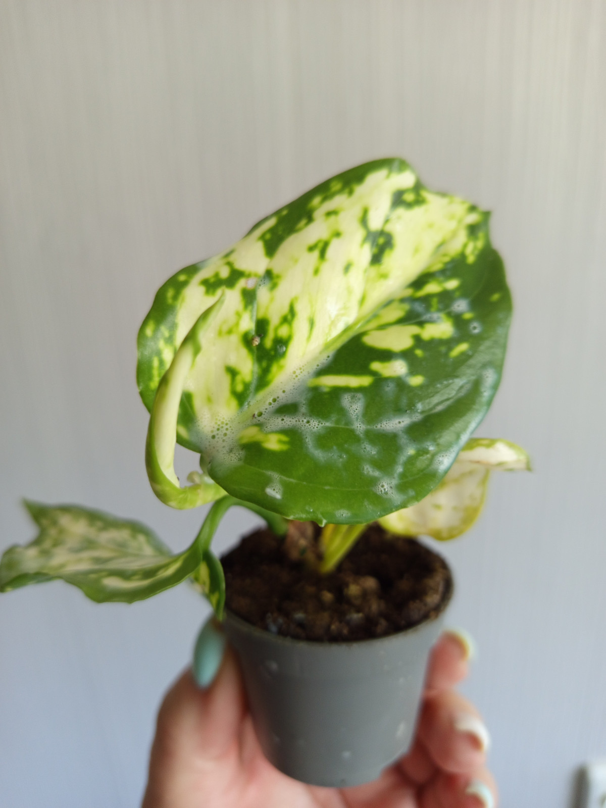 save_20240825_080658-1