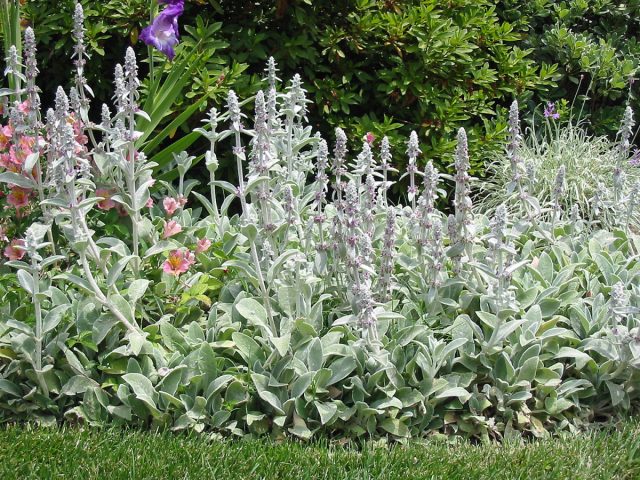 Стахис шерстистый (Stachys lanata), или чистец византийский, в народе известен под трогательным названием «заячьи ушки». Стахис шерстистый (Stachys lanata), или чистец византийский, в народе известен под трогательным названием «заячьи ушки».
