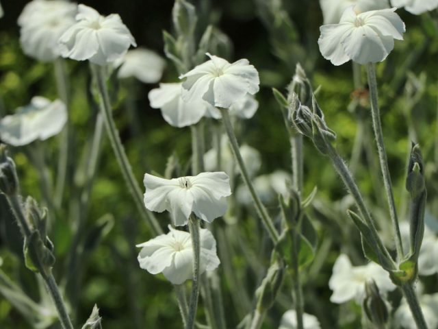 Лихнис корончатый «Альба» ('Alba') с белыми цветками. Лихнис корончатый «Альба» ('Alba') с белыми цветками.