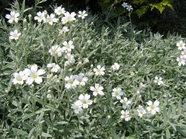 Ясколка войлочная, длиннолистная, или шерстистая (Cerastium tomentosum) – неприхотливый травянистый многолетник из семейства гвоздичные. Ясколка войлочная, длиннолистная, или шерстистая (Cerastium tomentosum) – неприхотливый травянистый многолетник из семейства гвоздичные.
