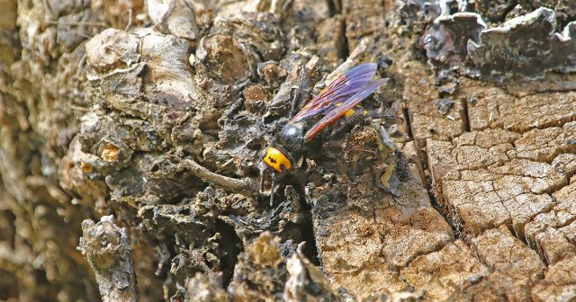 В поисках личинок самка зарывается в трухлявую древесину, компост, прелые растительные остатки или в рыхлую почву.