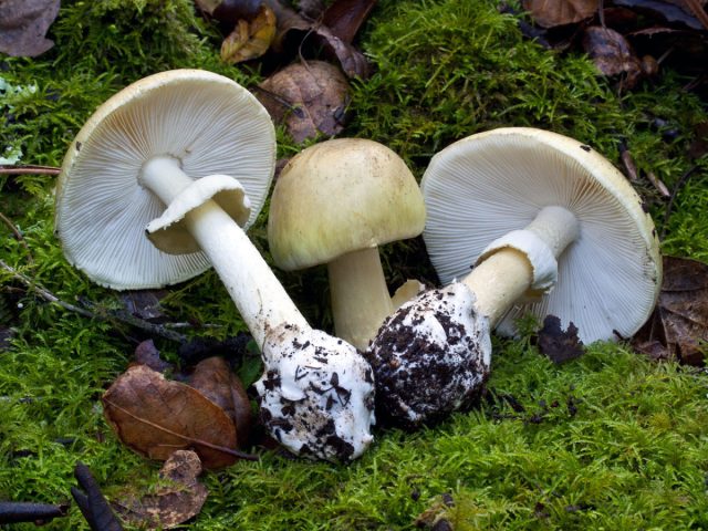 Мухомор зелёный, или бледная поганка (Amanita phalloides). Мухомор зелёный, или бледная поганка (Amanita phalloides).