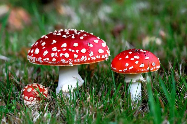 Мухоморы (Amanita). Мухоморы (Amanita).