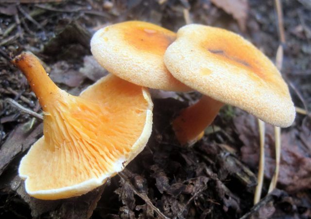 Говорушка оранжевая, также известна под названиями ложная лисичка, гигрофоропсис оранжевый (Hygrophoropsis aurantiaca). Говорушка оранжевая, также известна под названиями ложная лисичка, гигрофоропсис оранжевый (Hygrophoropsis aurantiaca).