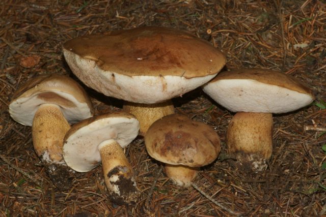 Желчный гриб (Tylopilus felleus). Желчный гриб (Tylopilus felleus).