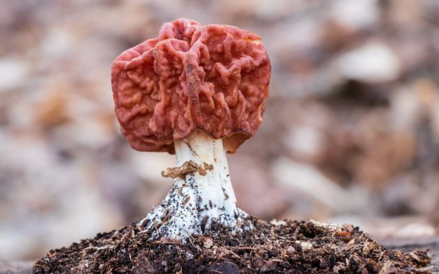 Строчки (Gyromitra). Строчки (Gyromitra).