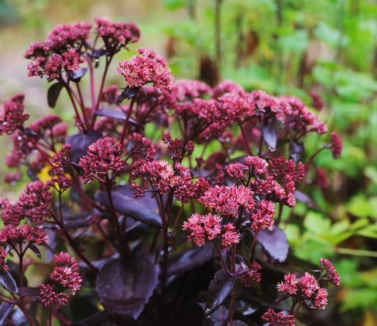 Спасение для цветника: 8 растений с эффектными соцветиями и резной листвой - Декоративно-лиственные травянистые Спасение для цветника: 8 растений с эффектными соцветиями и резной листвой.