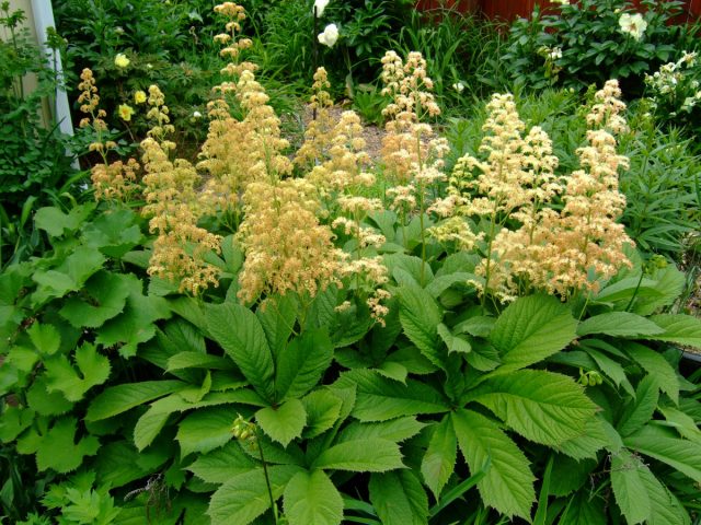 Роджерсия (Rodgersia) – одно из самых эффектных растений для теневого сада. Роджерсия (Rodgersia) – одно из самых эффектных растений для теневого сада.