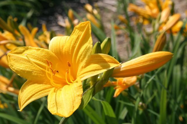 Лилейник гибридный (Hemerocallis x hybrida) – еще один садовый долгожитель среди травянистых многолетников. Лилейник гибридный (Hemerocallis x hybrida) – еще один садовый долгожитель среди травянистых многолетников.