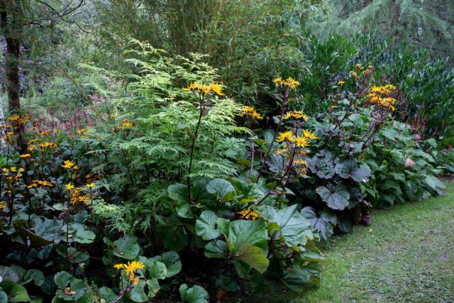 Все бузульники (Ligularia) – растения теневыносливые и оттого вдвойне ценные. Все бузульники (Ligularia) – растения теневыносливые и оттого вдвойне ценные.