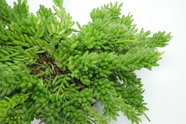 Рипсалис мезембриантемовый (Rhipsalis mesembryanthemoides). Рипсалис мезембриантемовый (Rhipsalis mesembryanthemoides).
