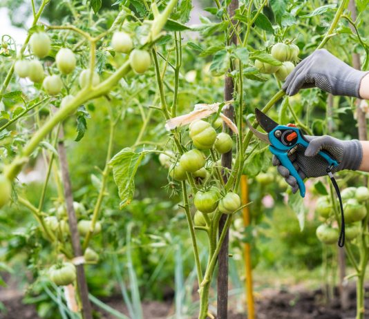 Важные особенности ухода за растениями во второй половине лета