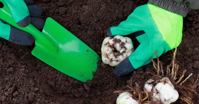 Все тонкости и преимущества посадки лилий осенью. Все тонкости и преимущества посадки лилий осенью.