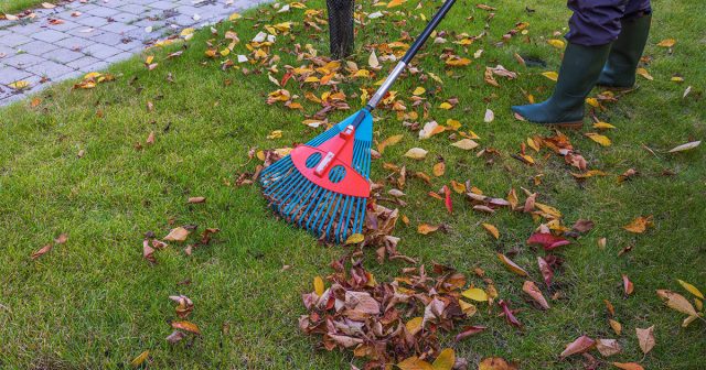 Обычно к моменту высадки основные садово-огородные работы уже завершены, урожай большей частью собран и можно заняться луковичными цветами. Обычно к моменту высадки основные садово-огородные работы уже завершены, урожай большей частью собран и можно заняться луковичными цветами.