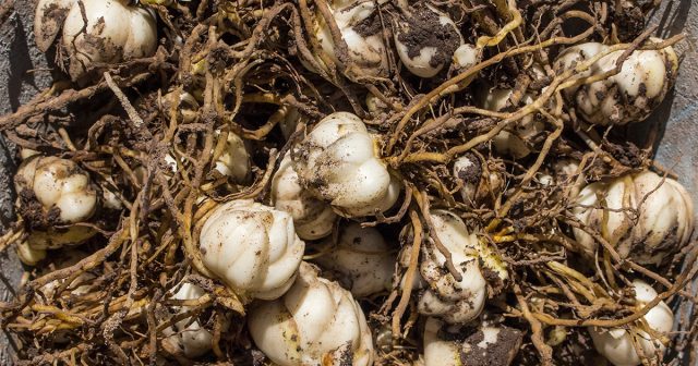 Идеальная луковица у лилий крупная, без ростков, с плотным донцем. Идеальная луковица у лилий крупная, без ростков, с плотным донцем.