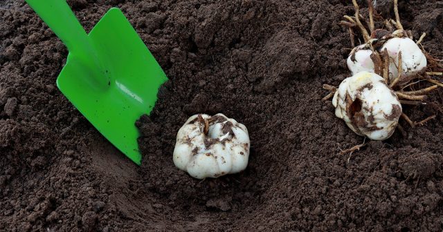 Устанавливают луковицы в лунку или борозду вертикально, донцем вниз. Устанавливают луковицы в лунку или борозду вертикально, донцем вниз.