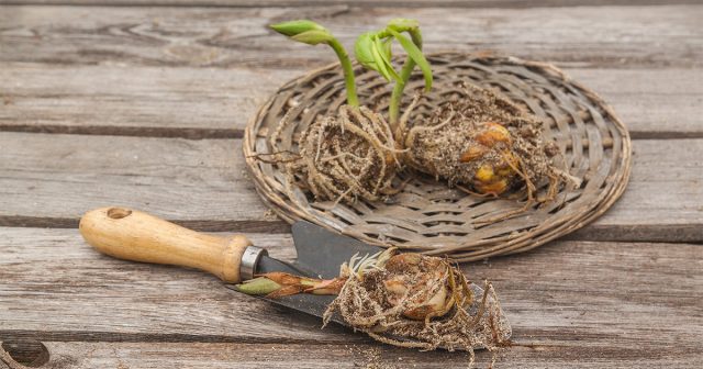 Технология посадки аналогична «обычным» луковицам, только проросшие нужно разместить в лунке наискосок или вертикально, но в более глубокую лунку. Технология посадки аналогична «обычным» луковицам, только проросшие нужно разместить в лунке наискосок или вертикально, но в более глубокую лунку.