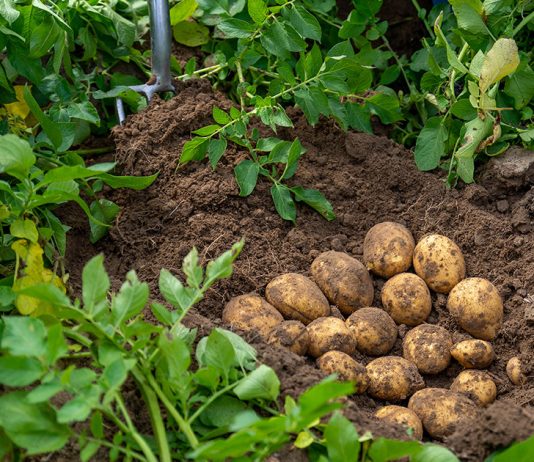 Второй урожай: что посадить после сбора ранней картошки - Бахчевые культуры Второй урожай: что посадить после сбора ранней картошки.