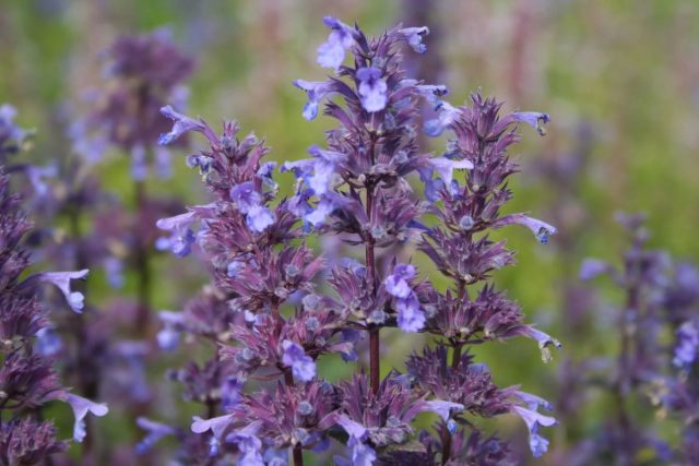 Котовник крупноцветковый (Nepeta grandiflora), высокорослый, 60-150 см. Котовник крупноцветковый (Nepeta grandiflora), высокорослый, 60-150 см.