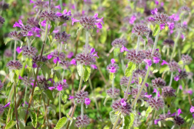 Обыкновенная пахучка (Clinopodium vulgare) растёт в качестве лугового растения почти по всей России. Обыкновенная пахучка (Clinopodium vulgare) растёт в качестве лугового растения почти по всей России.