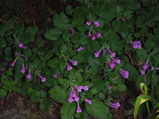 Пахучка крупноцветковая (Clinopodium grandiflorum) называется ещё душевиком. Пахучка крупноцветковая (Clinopodium grandiflorum) называется ещё душевиком.