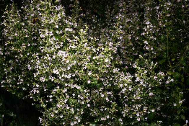 Душевик котовниковый, или пахучка котовниковая (Clinopodium nepeta). Душевик котовниковый, или пахучка котовниковая (Clinopodium nepeta).