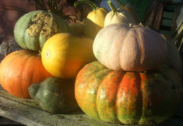 Крупные семечки, как правило, в крупноплодных круглых тыквах.