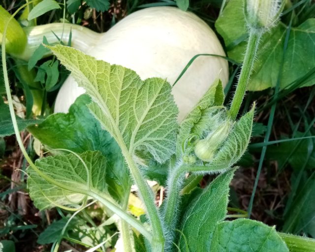 Стадия готовности побега к употреблению определяется по эластичности: если побег ломается - это оно, если гнётся - уже поздно.