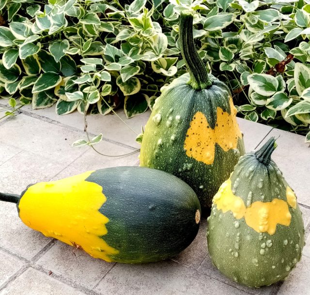 Съедобными и удобными в качестве ёмкостей для запекания оказались и некоторые декоративные тыковки, выращенные из смеси семян.
