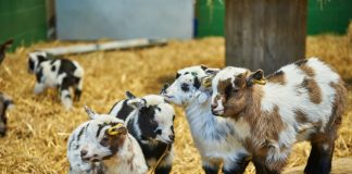 Как повлиять на пол козлят в утробе — наука против наблюдений животноводов