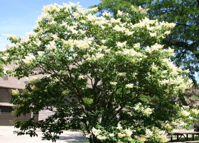 Сирень японская (Syringa reticulata subsp. reticulata). Сирень японская (Syringa reticulata subsp. reticulata).