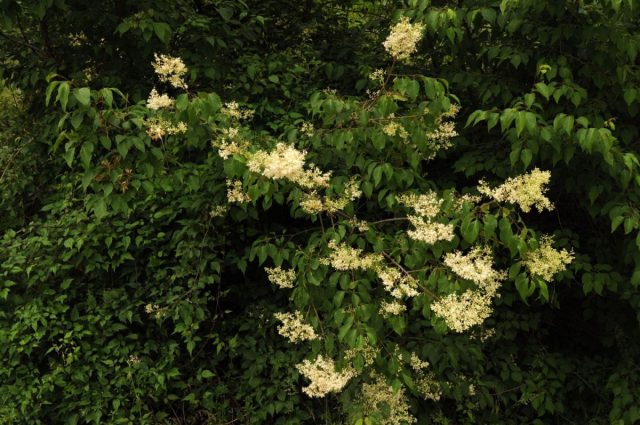 Сирень пекинская (Syringa reticulata subsp. pekinensis). Сирень пекинская (Syringa reticulata subsp. pekinensis).
