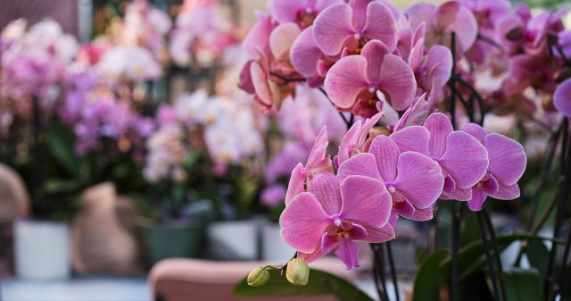 Неприхотливые цветущие комнатные растения для любителей простоты и красоты. Неприхотливые цветущие комнатные растения для любителей простоты и красоты.