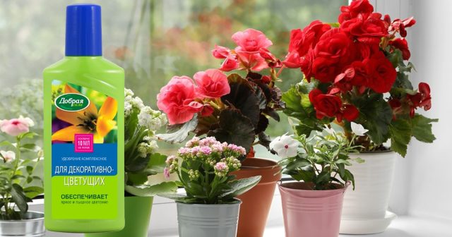 В качестве универсальной подкормки подойдет Удобрение для декоративно-цветущих с высоким содержанием калия. В качестве универсальной подкормки подойдет Удобрение для декоративно-цветущих с высоким содержанием калия.