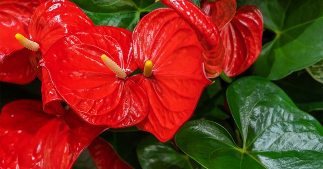 Антуриум - прекрасное комнатное растение, которое по окраске может быть совершенно разных оттенков. Антуриум - прекрасное комнатное растение, которое по окраске может быть совершенно разных оттенков.