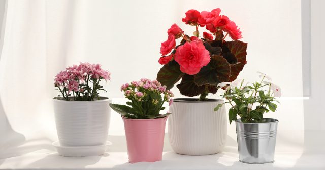 Цветущие круглый год комнатные растения не только радуют нас своими яркими красками, но и помогают создать атмосферу уюта в доме. Цветущие круглый год комнатные растения не только радуют нас своими яркими красками, но и помогают создать атмосферу уюта в доме.