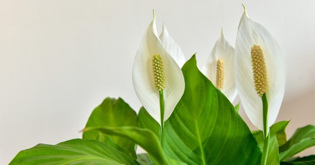 Спатифиллум славится своими прекрасными белыми цветками, напоминающими по форме каллу. Спатифиллум славится своими прекрасными белыми цветками, напоминающими по форме каллу.