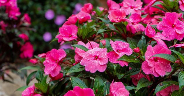 Бальзамин будет прекрасно себя чувствовать без вашего пристального внимания. Бальзамин будет прекрасно себя чувствовать без вашего пристального внимания.