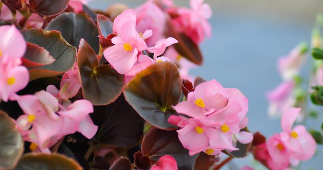 У корневых бегоний нет периода покоя, поэтому они более легки в выращивании. У корневых бегоний нет периода покоя, поэтому они более легки в выращивании.