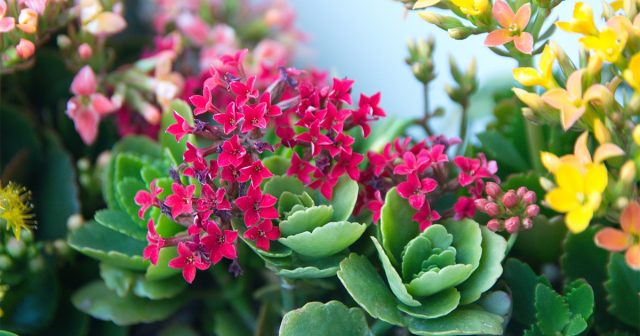 Каланхоэ крайне неприхотливый тропический суккулент с ярко-розовыми, красными, желтыми и коралловыми цветками. Каланхоэ крайне неприхотливый тропический суккулент с ярко-розовыми, красными, желтыми и коралловыми цветками.