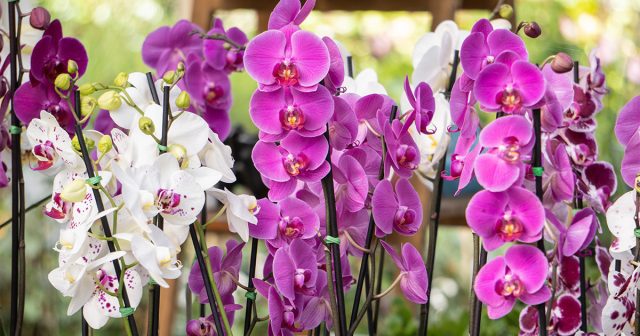 Часто именно орхидеи выбирают в качестве подарка вместо букета срезанных цветов. Часто именно орхидеи выбирают в качестве подарка вместо букета срезанных цветов.