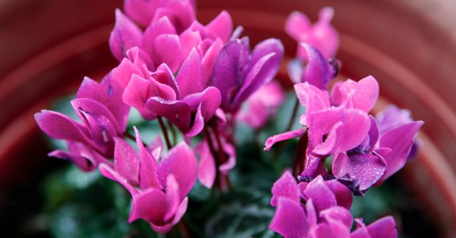 Многие считают цикламен однолетним, поспешно выбрасывая после цветения весной, а зря! Многие считают цикламен однолетним, поспешно выбрасывая после цветения весной, а зря!