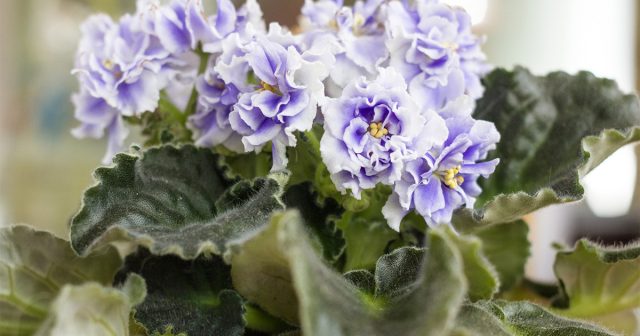 Африканская фиалка остается неизменным фаворитом в комнатном садоводстве. Африканская фиалка остается неизменным фаворитом в комнатном садоводстве.