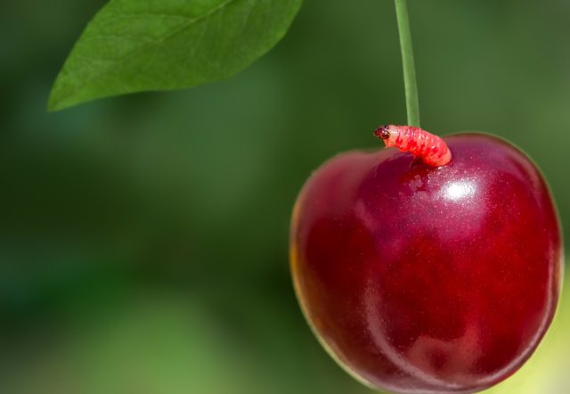 Не нужно забывать и о вредителях, которые могут как ослаблять деревья, так и напрямую уничтожать основу плодоношения. Не нужно забывать и о вредителях, которые могут как ослаблять деревья, так и напрямую уничтожать основу плодоношения.