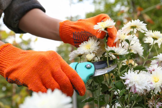 Правила обрезки хризантем — залог пышного цветения и крупных цветков. Правила обрезки хризантем — залог пышного цветения и крупных цветков.