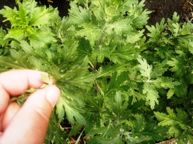 Основной метод формирования хризантем – прищипывание, удаление нежных кончиков стеблей. Основной метод формирования хризантем – прищипывание, удаление нежных кончиков стеблей.