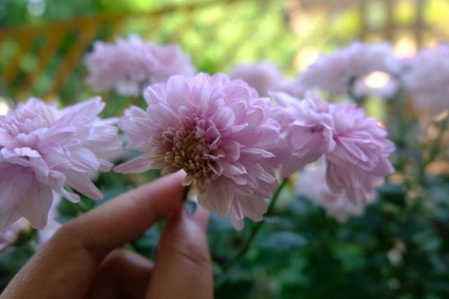 В конце июля, после того как кустик разветвится после стрижки, выберите 3-5 сильных стеблей и удалите все остальные побеги и поросль. В конце июля, после того как кустик разветвится после стрижки, выберите 3-5 сильных стеблей и удалите все остальные побеги и поросль.