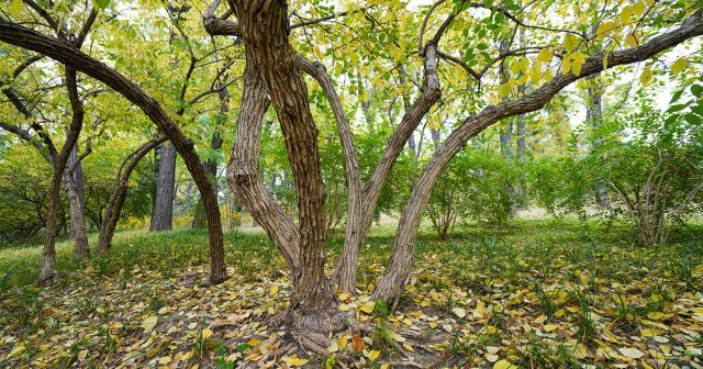 Эта культура в хороших условиях даёт много побегов, но продуктивные из них только однолетние. Эта культура в хороших условиях даёт много побегов, но продуктивные из них только однолетние.