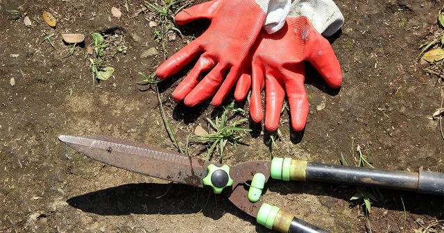В средней полосе жимолость обрезают, примерно, с середины сентября и весь сентябрь. В средней полосе жимолость обрезают, примерно, с середины сентября и весь сентябрь.